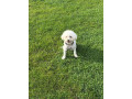 bichon-frise-small-2