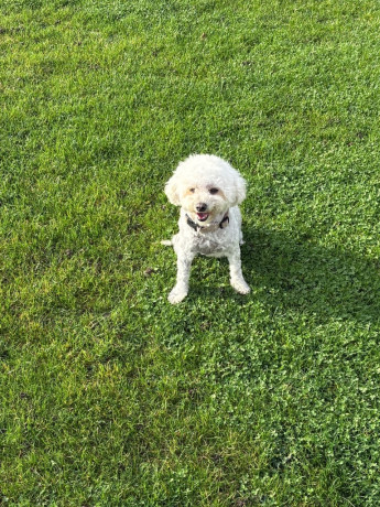 bichon-frise-big-2