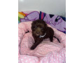 cockapoo-puppies-small-1