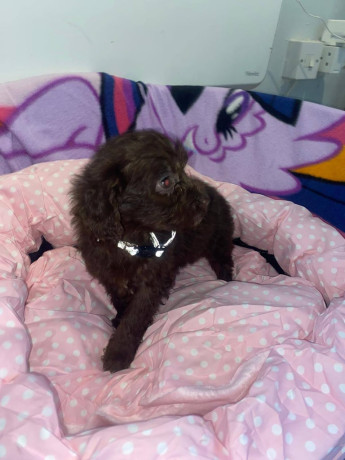 cockapoo-puppies-big-2