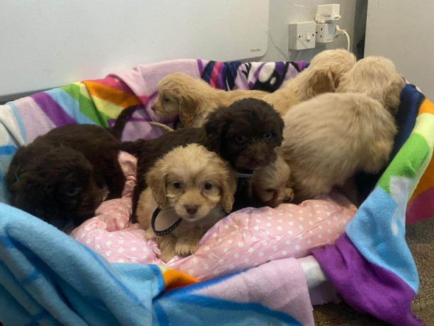 cockapoo-puppies-big-3