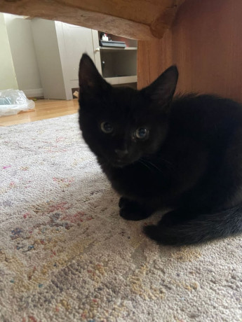 black-kitten-for-sale-big-0