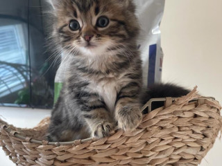 fluffy-kittens-for-you-now