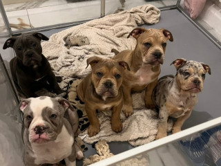 old-english-bulldog-puppies-nebbr-registered
