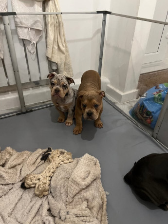 old-english-bulldog-puppies-nebbr-registered-big-2