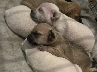gorgeous-short-hair-chihuahua-puppies