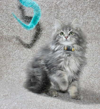 tica-registered-maine-coons-big-3