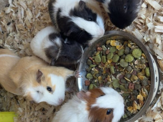 guinea-pigs