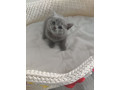 british-short-kittens-for-sale-small-1