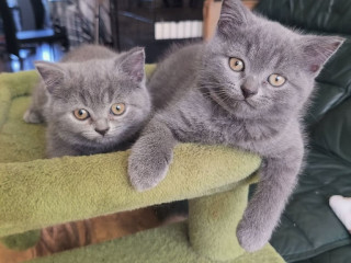 british-short-kittens-for-sale