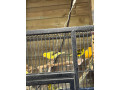 canarys-for-sale-small-3