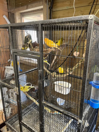 canarys-for-sale-big-0