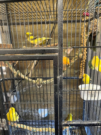 canarys-for-sale-big-2