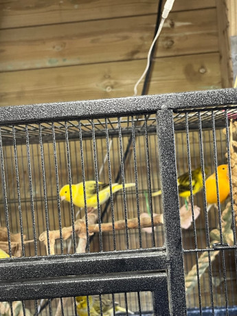 canarys-for-sale-big-3