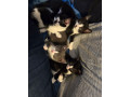 12-week-old-kittens-1-girl-3-boys-small-1
