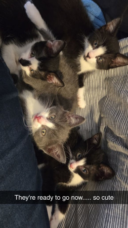 12-week-old-kittens-1-girl-3-boys-big-0