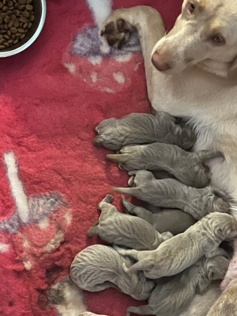 kc-dna-clear-silver-labrador-pups-big-3