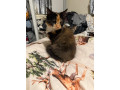 lovely-kittens-small-2