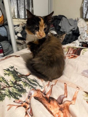 lovely-kittens-big-2