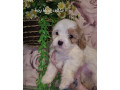 cavapoochons-small-1