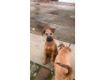 beautiful-kcregistered-champion-irish-terriers-small-1