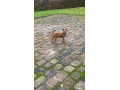 beautiful-kcregistered-champion-irish-terriers-small-3