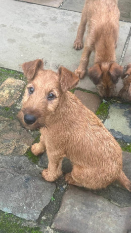 beautiful-kcregistered-champion-irish-terriers-big-0