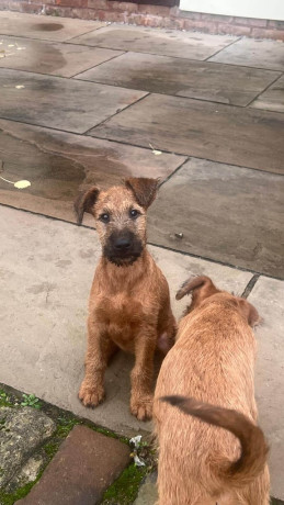 beautiful-kcregistered-champion-irish-terriers-big-1