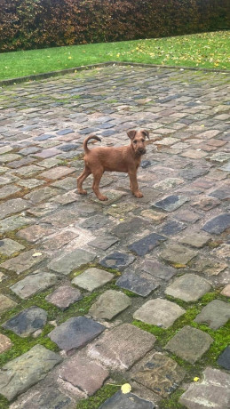 beautiful-kcregistered-champion-irish-terriers-big-3