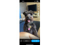 miniature-schnauzer-kennel-club-reg-small-1