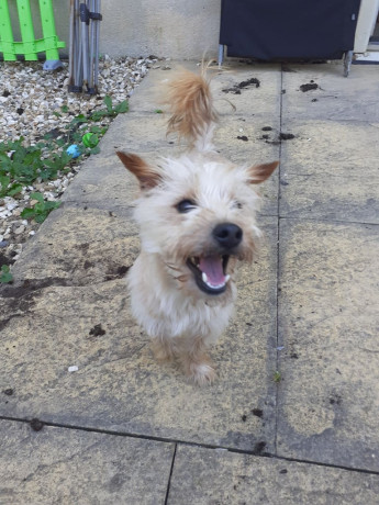 jack-russel-x-yorkshire-terrier-big-0