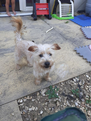 jack-russel-x-yorkshire-terrier-big-2