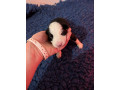 border-collie-puppies-small-1