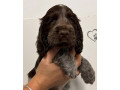 show-type-cocker-spaniel-puppies-small-1