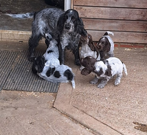 show-type-cocker-spaniel-puppies-big-0
