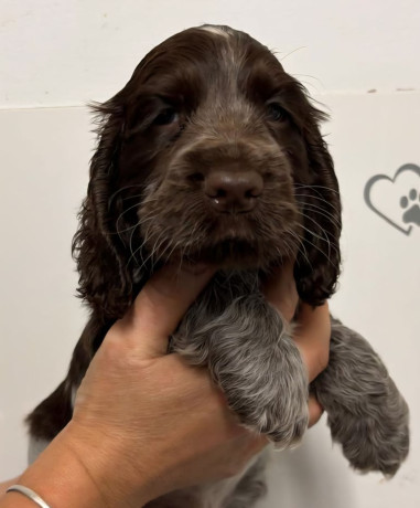 show-type-cocker-spaniel-puppies-big-1