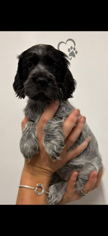 show-type-cocker-spaniel-puppies-big-2