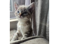 half-ragdoll-kitten-small-0