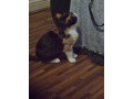 15-week-old-female-calico-kitten-small-1