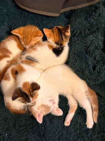 8-week-old-kittens-ready-to-go-now-big-1