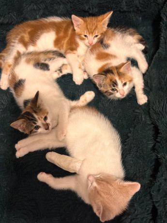 8-week-old-kittens-ready-to-go-now-big-2