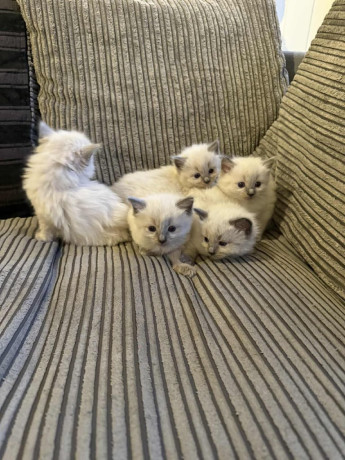 ragdoll-kittens-ready-to-leave-now-big-0