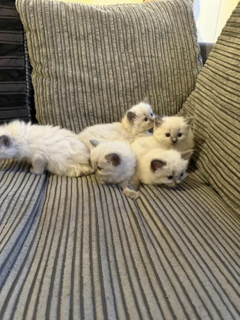 ragdoll-kittens-ready-to-leave-now-big-1