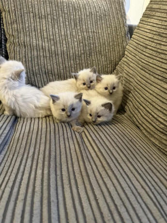 ragdoll-kittens-ready-to-leave-now-big-2