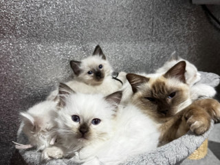 gccf-active-for-breeding-chocolate-point-female