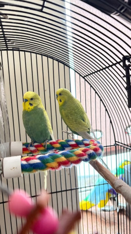 2-male-budgies-big-0