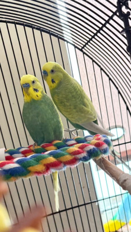 2-male-budgies-big-1