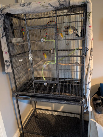 2-male-budgies-big-2