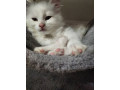 kitten-small-3