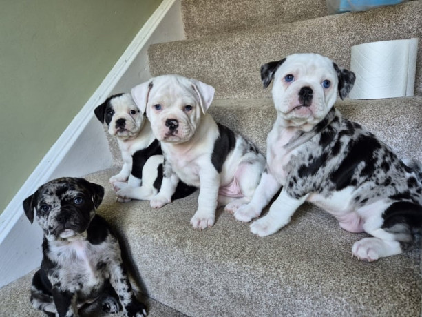 7-adorable-olde-english-bulldog-french-pug-bulldog-puppies-for-sale-big-0